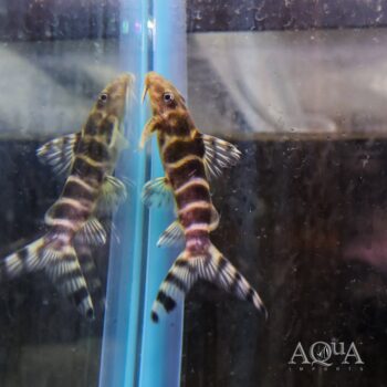 Synodontis brichardi