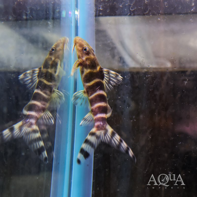 Synodontis brichardi