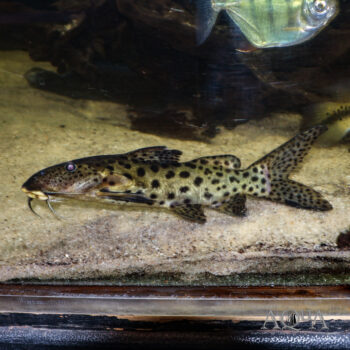 Synodontis longirostris