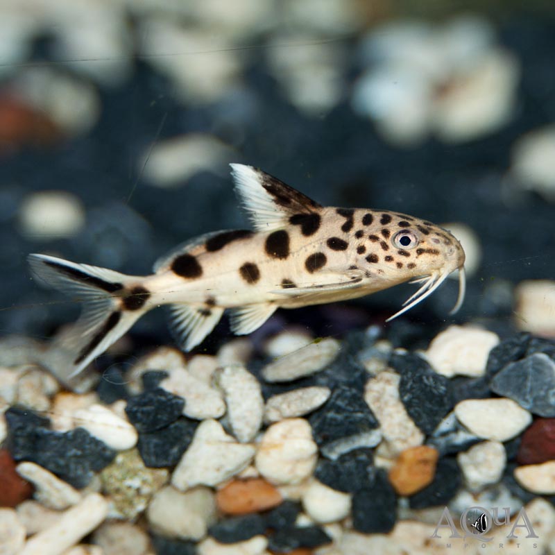 Cuckoo Catfish (Synodontis multipunctatus)