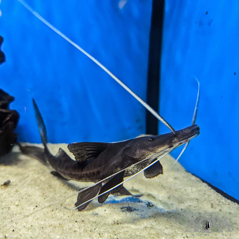 Tabla Barba / Slobbering Catfish (Brachyplatystoma platynemum)