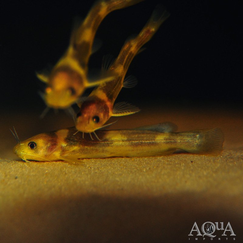 Tachysurus cf. intermedius