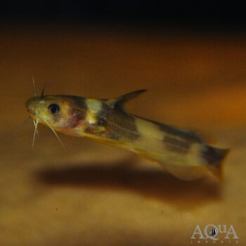 Tachysurus cf. intermedius