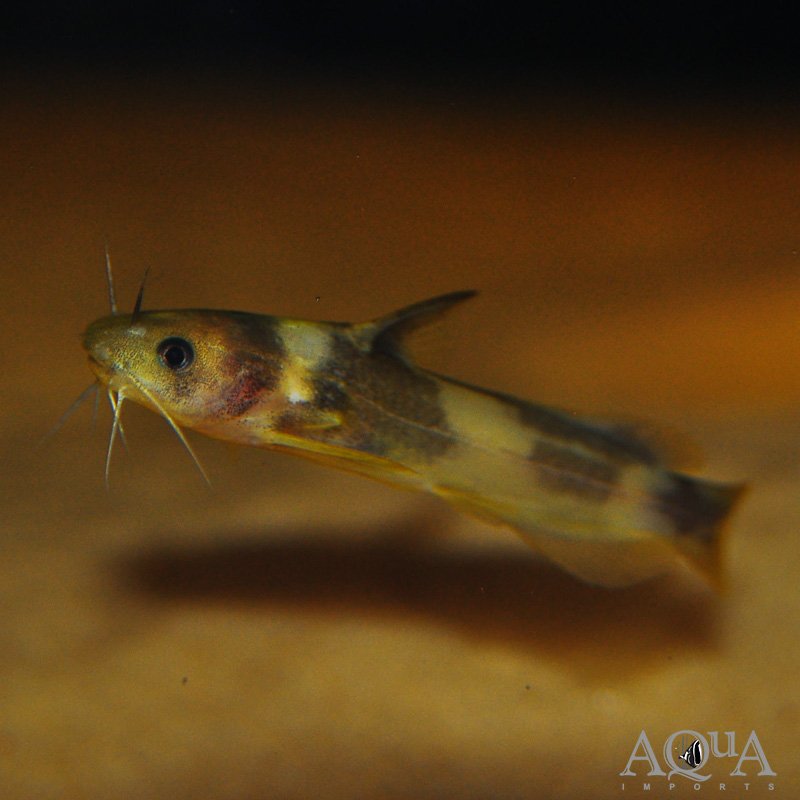 Tachysurus cf. intermedius