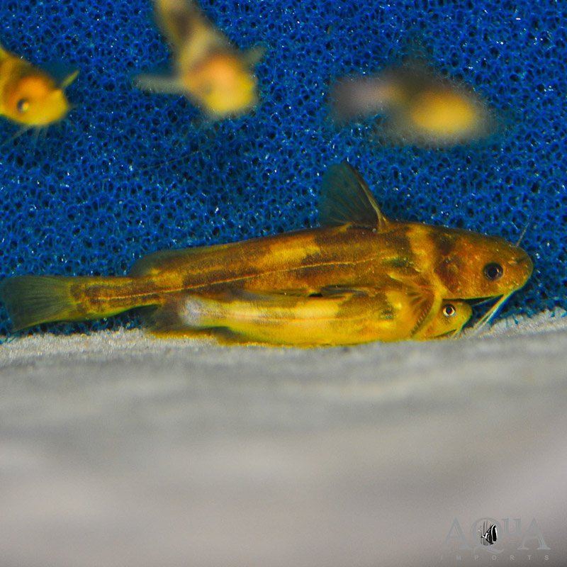 Tachysurus cf. intermedius