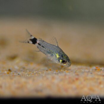 Tail Spot Pygmy Cory (Gastrodermus hastatus)
