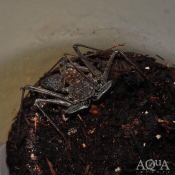 Tailless Whip Scorpion (Damon diadema)