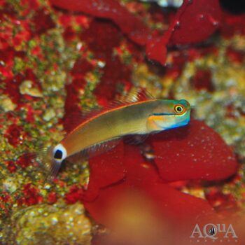 Tailspot Blenny (Ecsenius stigmatura)