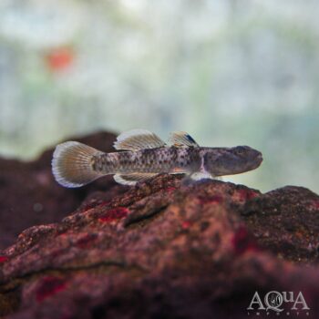 Ruby Spotted Goby (Rhinogobius rubromaculatus)