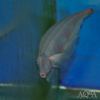White Tamandua Knifefish (Orthosternarchus tamandua)