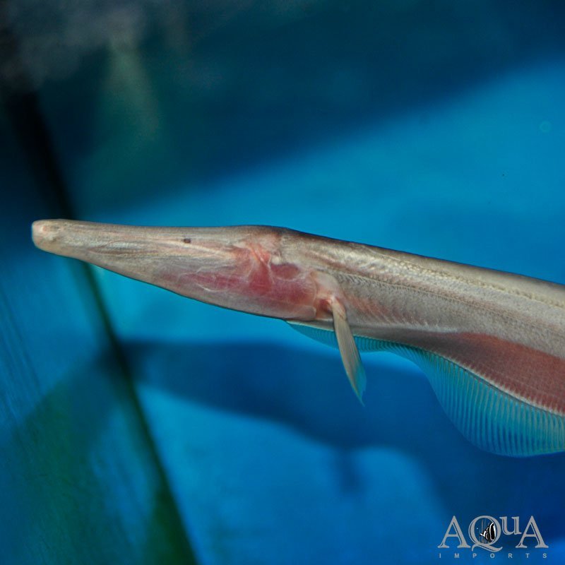 White Tamandua Knifefish (Orthosternarchus tamandua)