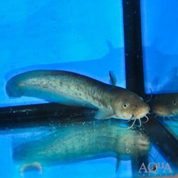 Tandanus Catfish (Tandanus tandanus)