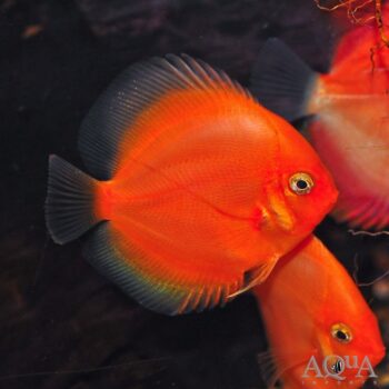 Tangerine Discus (Symphysodon discus)