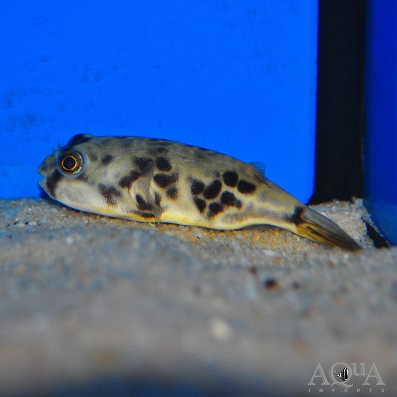 Tank Raised Mbu Puffer (Tetraodon mbu)