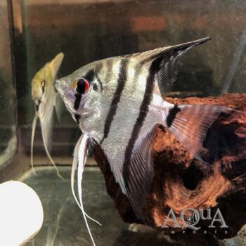 Tapajos "Altum" Angel (Pterophyllum scalare)