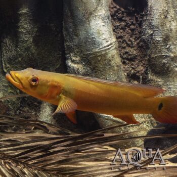 Red Tapajos Pike Cichlid (Lugubria sp. Tapajos I)