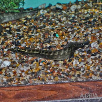 Tapir Spiny Eel (Macrognathus tapirus)