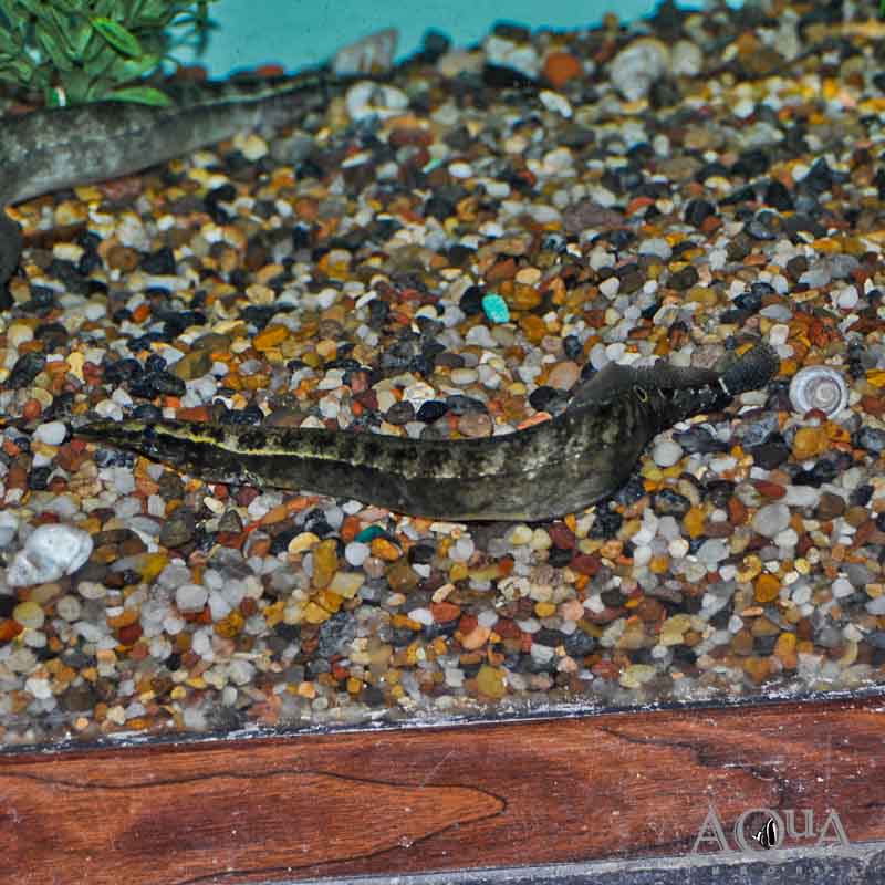 Tapir Spiny Eel (Macrognathus tapirus)