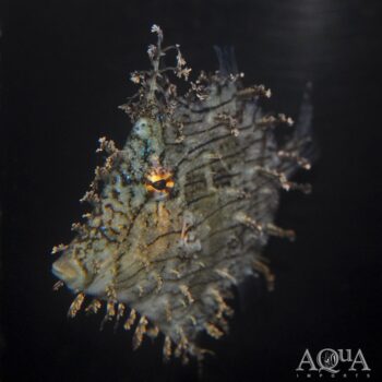 Tassle Filefish (Chaetodermis penicilligerus)