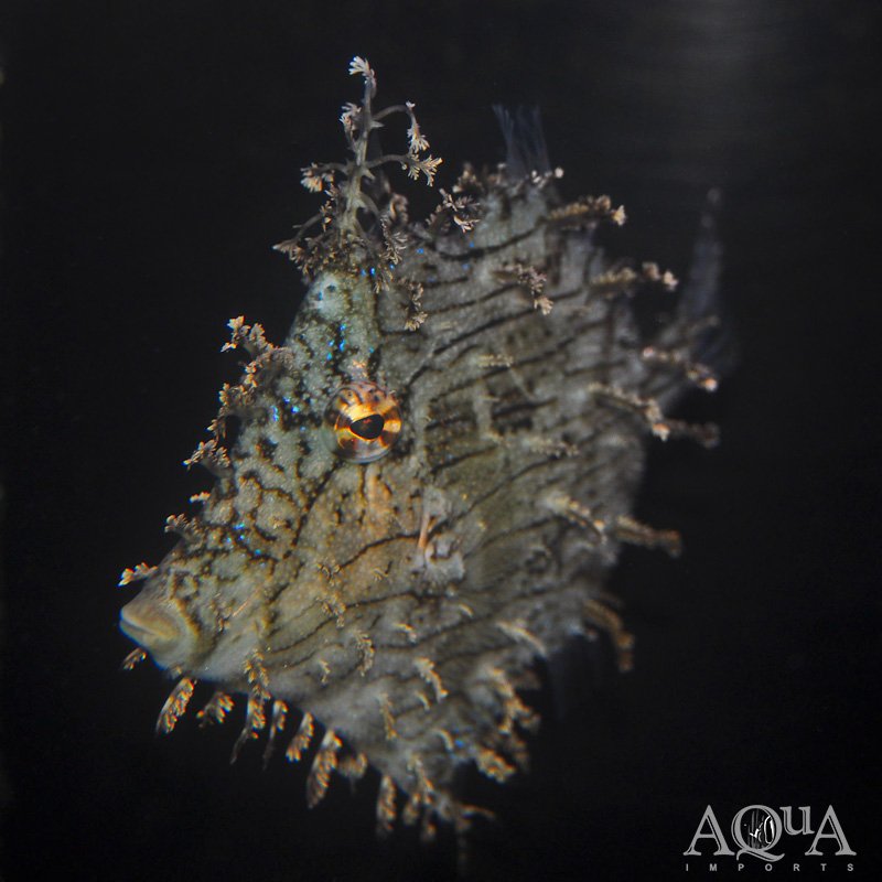 Tassle Filefish (Chaetodermis penicilligerus)