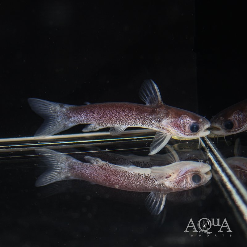 Tatia cf. simplex - Image 2