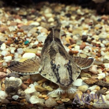 Tefena Whiptail Loricaria (Loricaria sp. 'Tefena')
