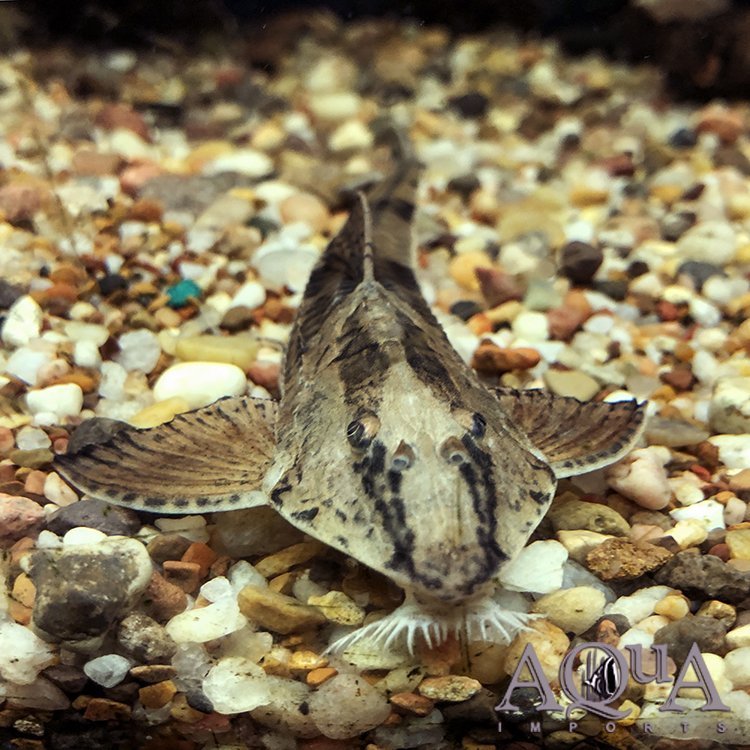 Tefena Whiptail Loricaria (Loricaria sp. 'Tefena')