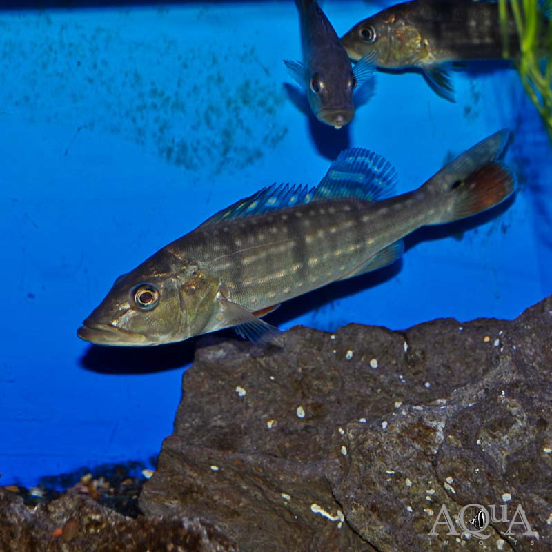 Temensis Peacock Bass (Cichla temensis)