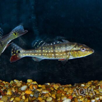Temensis Peacock Bass (Cichla temensis)