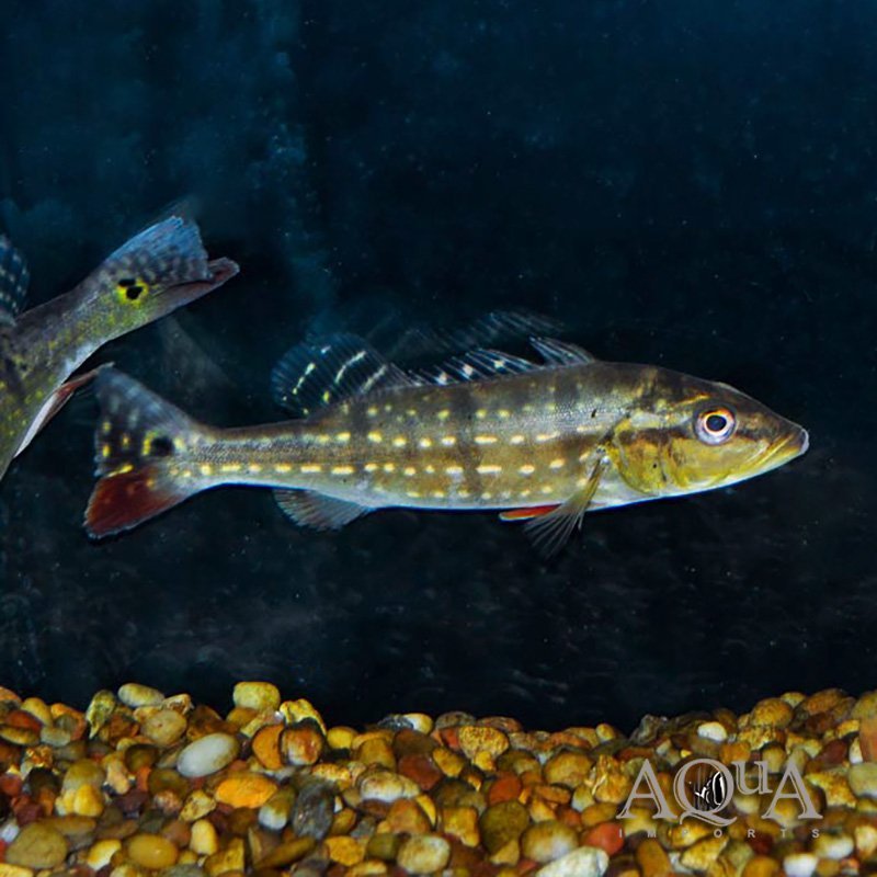 Temensis Peacock Bass (Cichla temensis)
