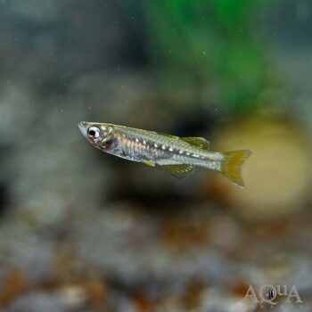 Tenellus Blue Eyed Rainbow (Pseudomugil tenellus)