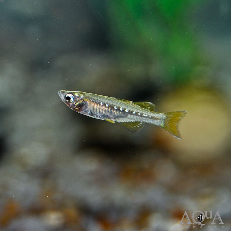 Tenellus Blue Eyed Rainbow (Pseudomugil tenellus)