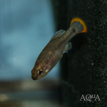 Tequila Goodeid (Zoogoneticus tequila)