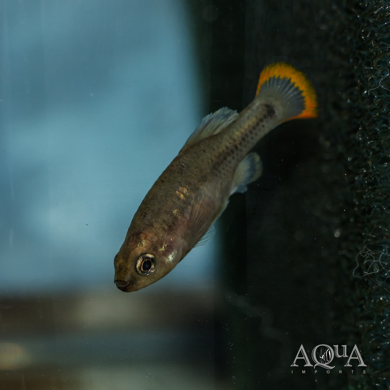 Tequila Goodeid (Zoogoneticus tequila)