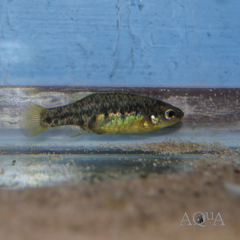 Tequila Goodeid (Zoogoneticus tequila)