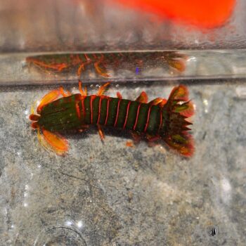 Orange Spot Mantis Shrimp (Gonodactylaceus ternatensis)