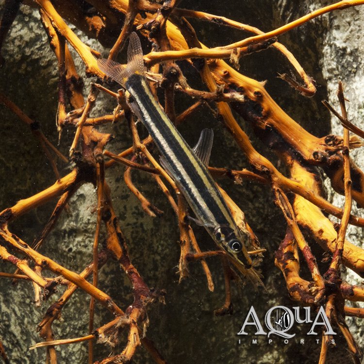 Ternetzi Headstander (Anostomus ternetzi)