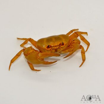 Gold Crab (Terrathelphusa cf. chilensis)