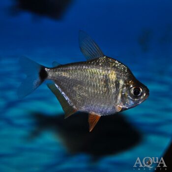 Tetragonopterus argenteus