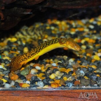 Teugelsi Bichir (Polypterus teugelsi)