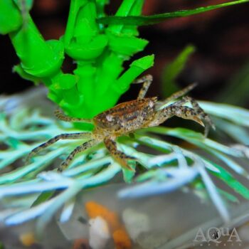 Thai Dwarf Rock Crab (Siamthelphusa sp.)