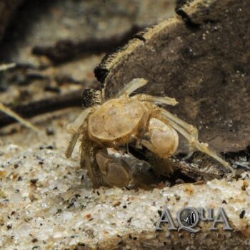 Thai Micro Spider Crab (Limnopilos naiyanetri)