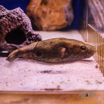 Thai Puffer (Pao barbatus)