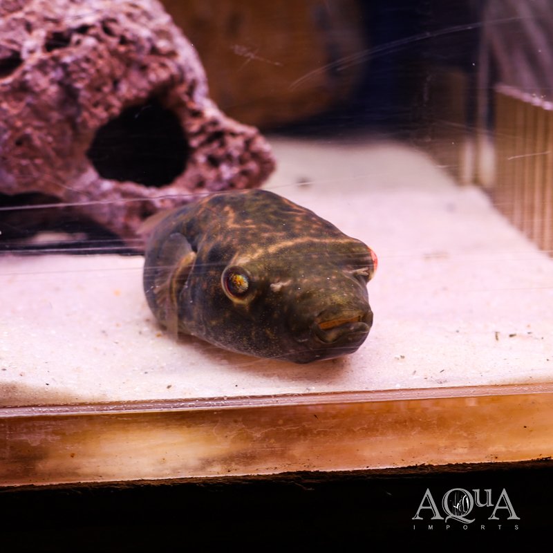 Thai Puffer (Pao barbatus)