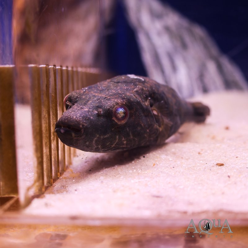 Thai Puffer (Pao barbatus)