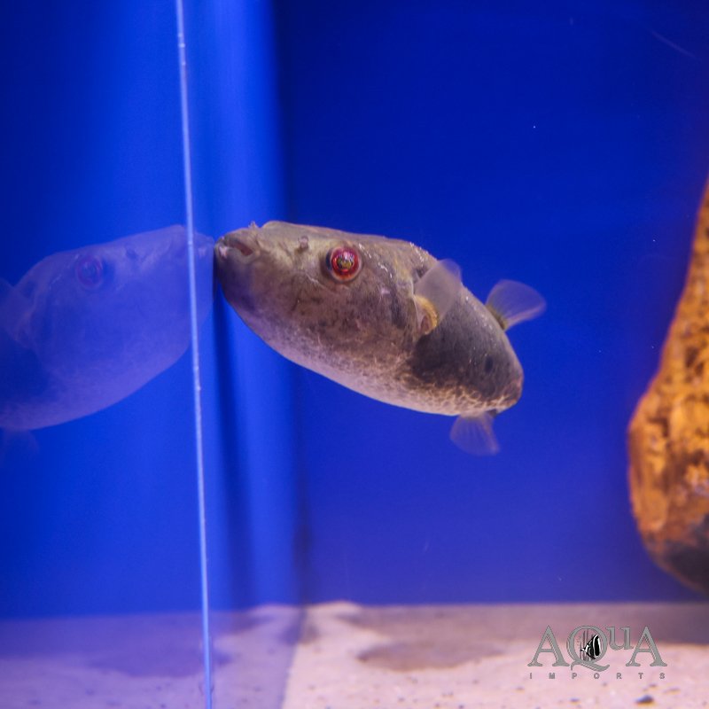 Thai Puffer (Pao barbatus)