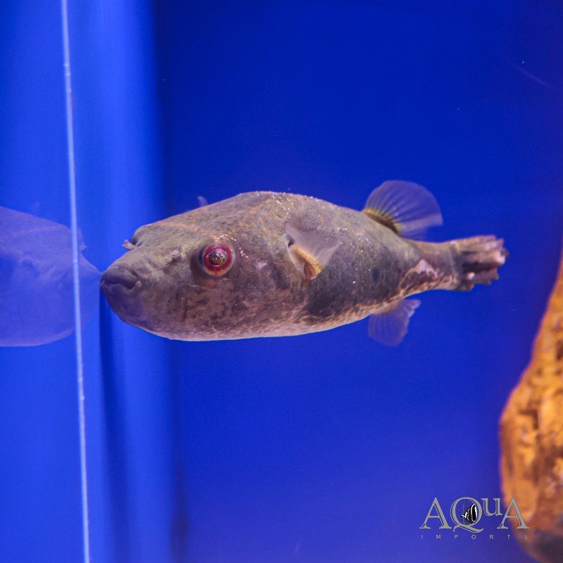 Thai Puffer (Pao barbatus)