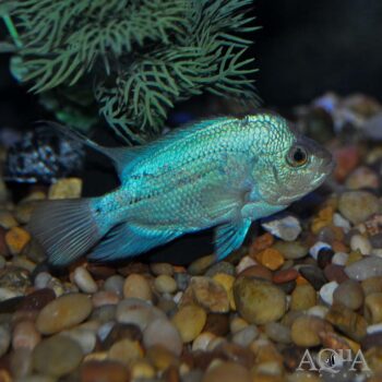 Thai Silk Flowerhorn (Cichlasoma hybrid)