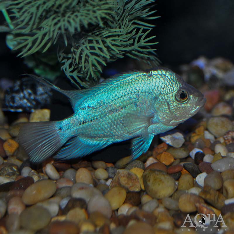 Thai Silk Flowerhorn (Cichlasoma hybrid)