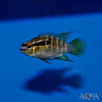 Thayeri Dwarf Acara (Laetacara thayeri)